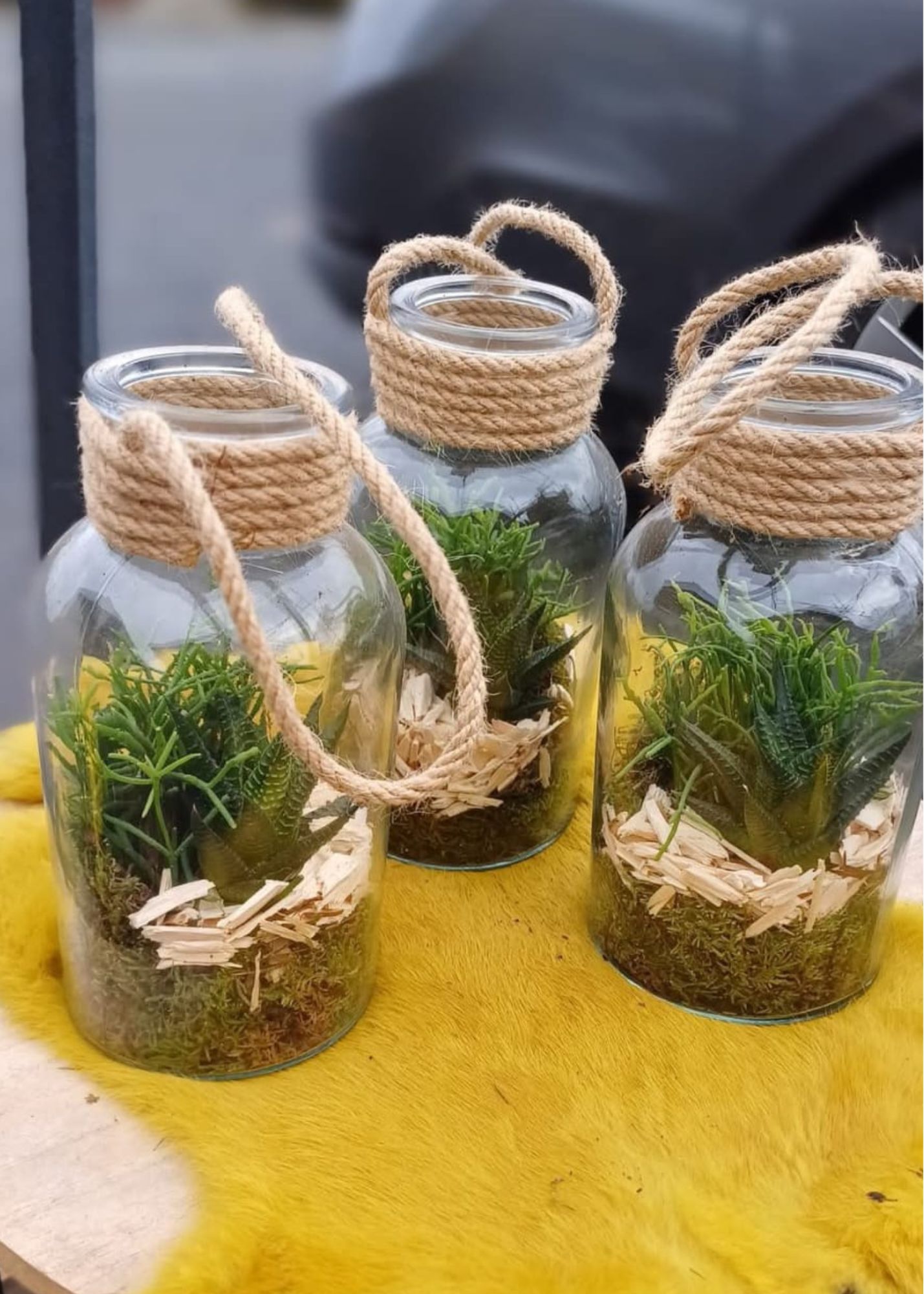 dekorativní rostliny